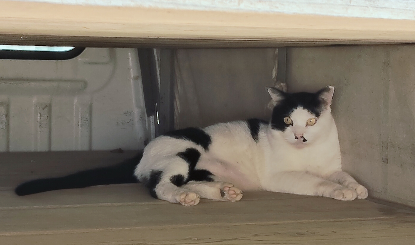 推定6歳の猫　男の子です