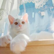 ⭐️大阪府堺市猫の里親会⭐️マロニー⭐️7ヶ月の男の子