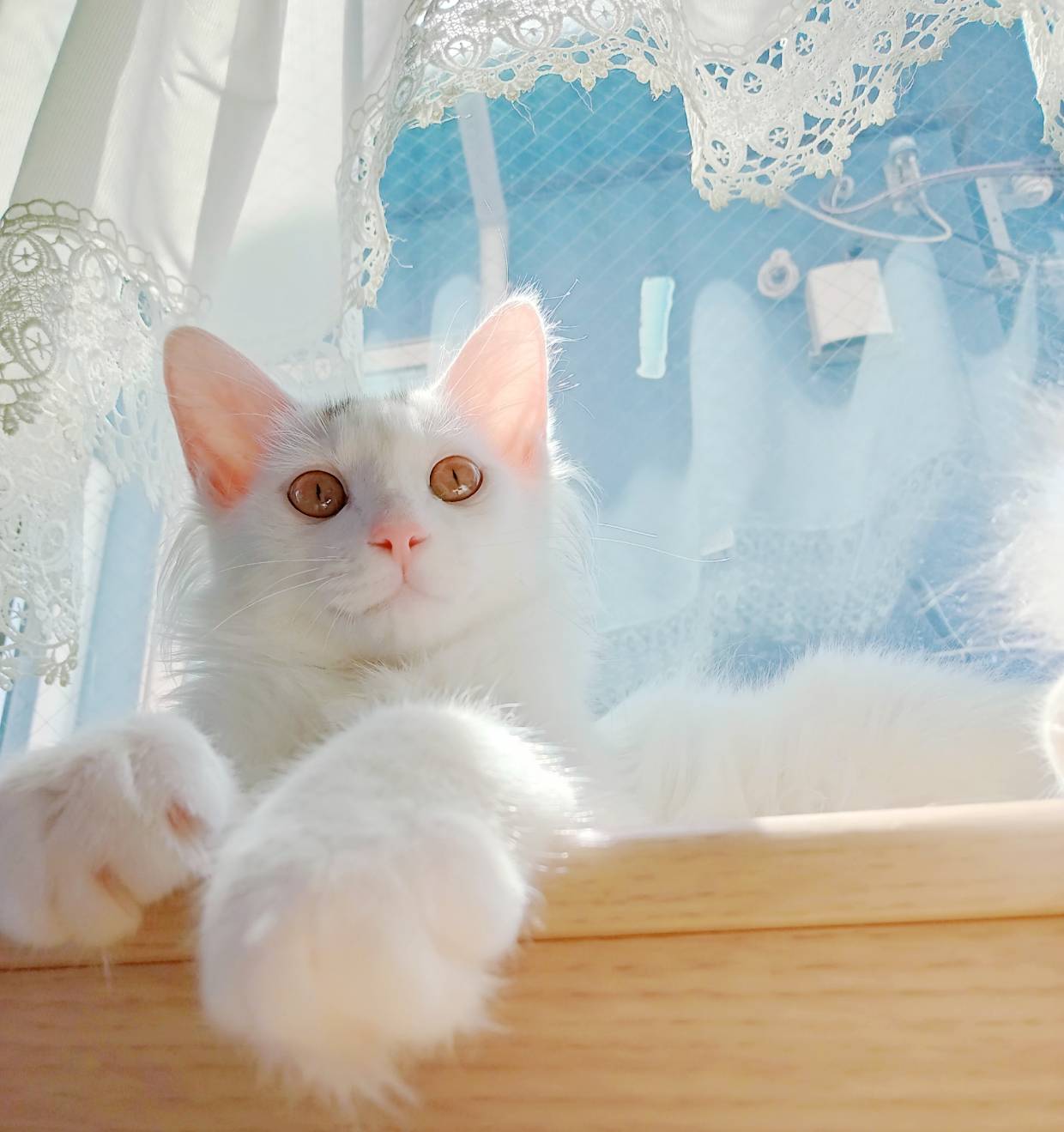 ⭐️大阪府堺市猫の里親会⭐️マロニー⭐️7ヶ月の男の子