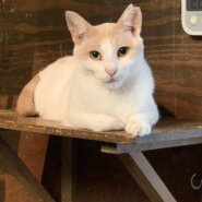 ⭐️大阪府堺市⭐️水玉⭐️白三毛⭐️２歳の女の子