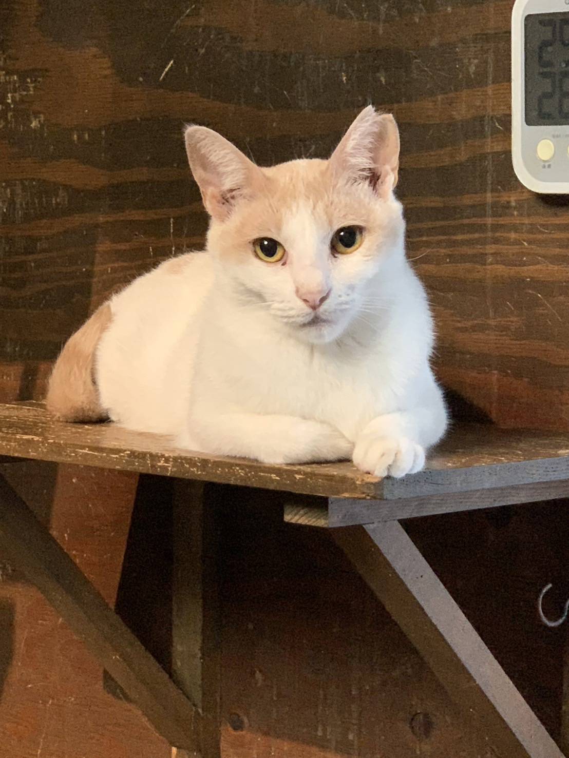 ⭐️大阪府堺市⭐️水玉⭐️白三毛⭐️２歳の女の子