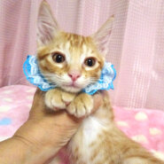 乳飲み子から育てた♪甘えた茶トラ★ラピくん２カ月半