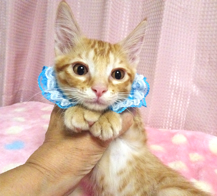 乳飲み子から育てた♪甘えた茶トラ★ラピくん２カ月半