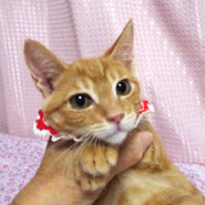 なれなれ♪少ない茶トラ女子★ローズちゃん ３ヵ月半