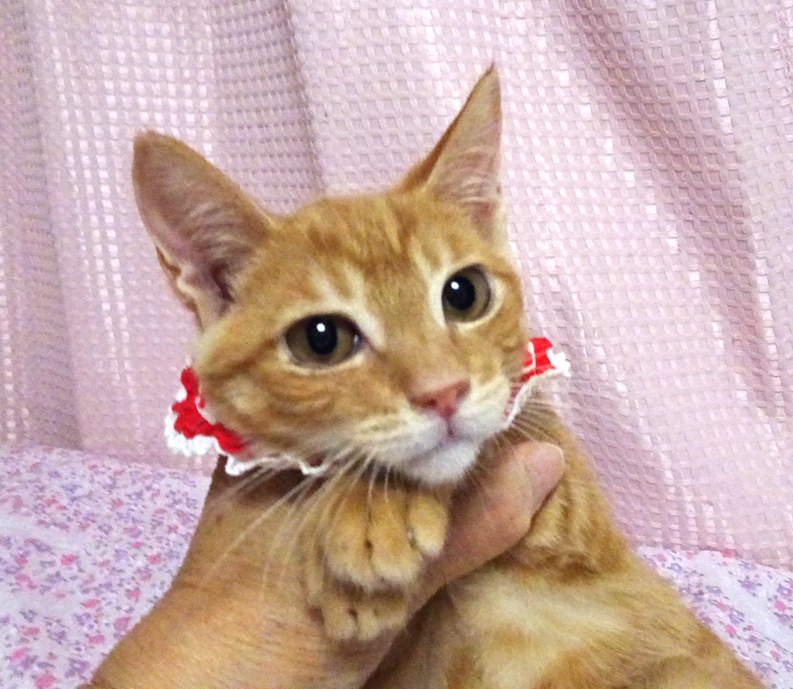 なれなれ♪少ない茶トラ女子★ローズちゃん ３ヵ月半