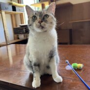 デレデレなパステル三毛（糸島市）