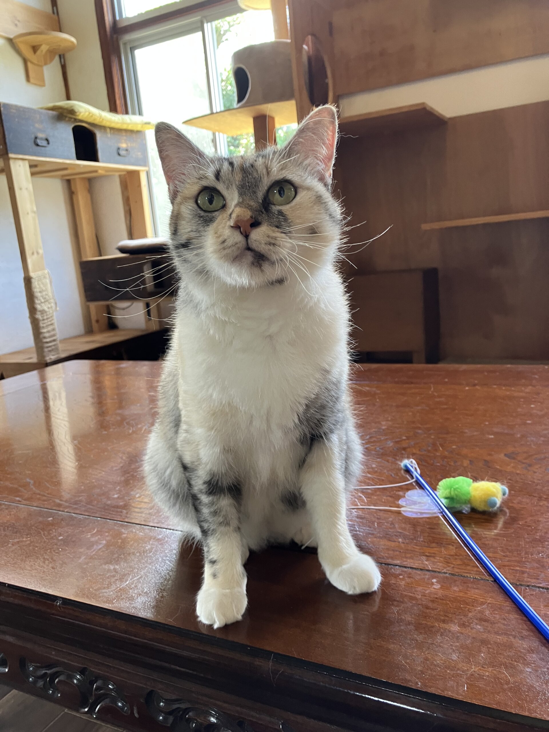 デレデレなパステル三毛（糸島市）