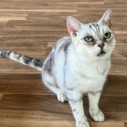 アメショ風の可愛い丸顔（糸島市）