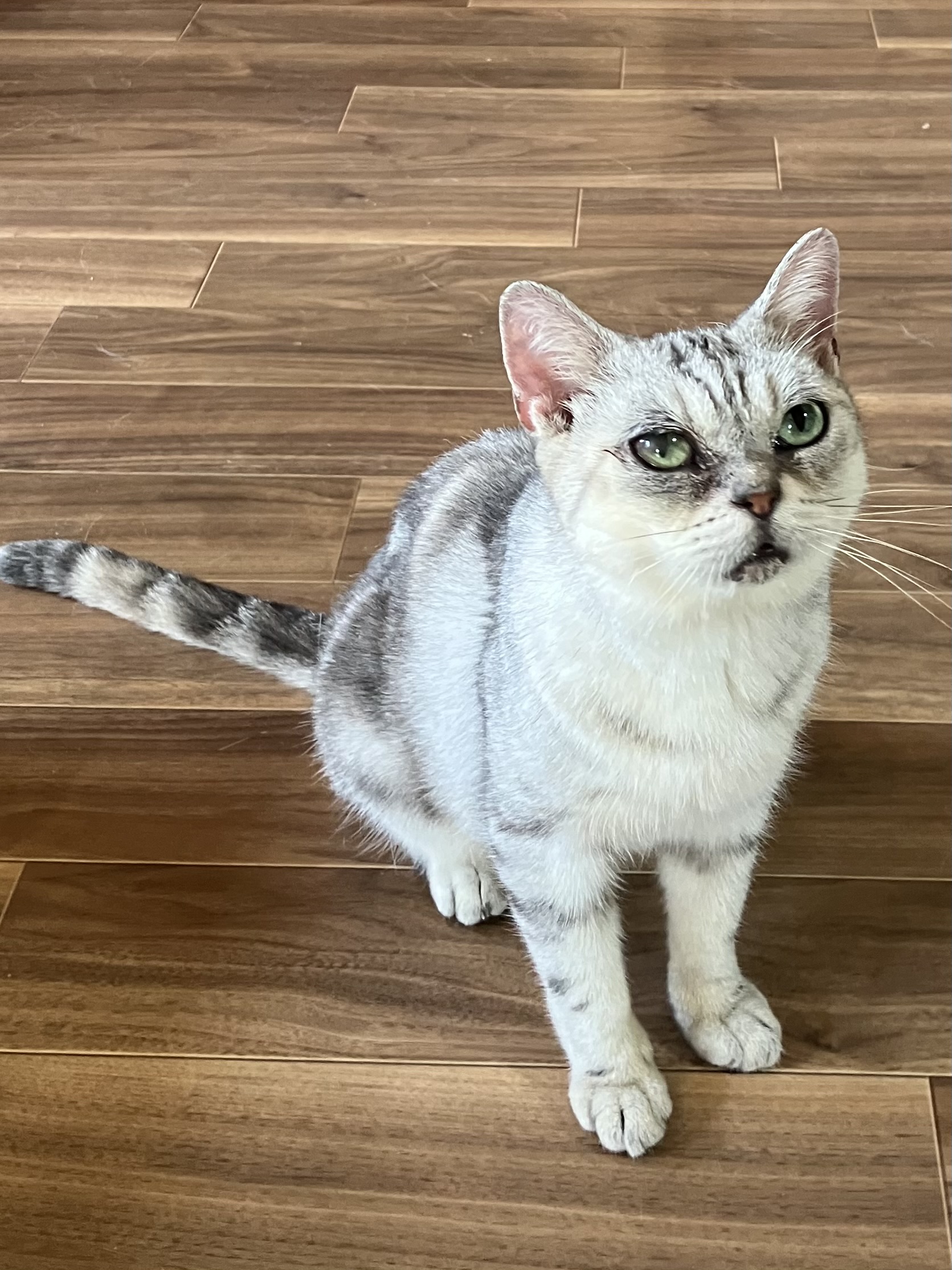 アメショ風の可愛い丸顔（糸島市）