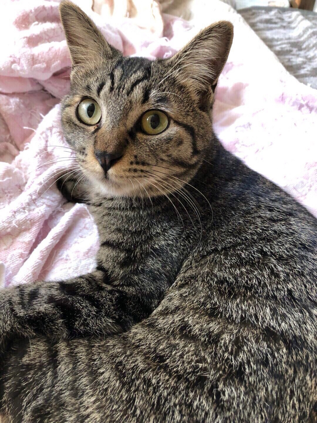 ひとりっ子ライフ希望のカブちゃん