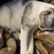 甘えん坊スリスリにゃんこ