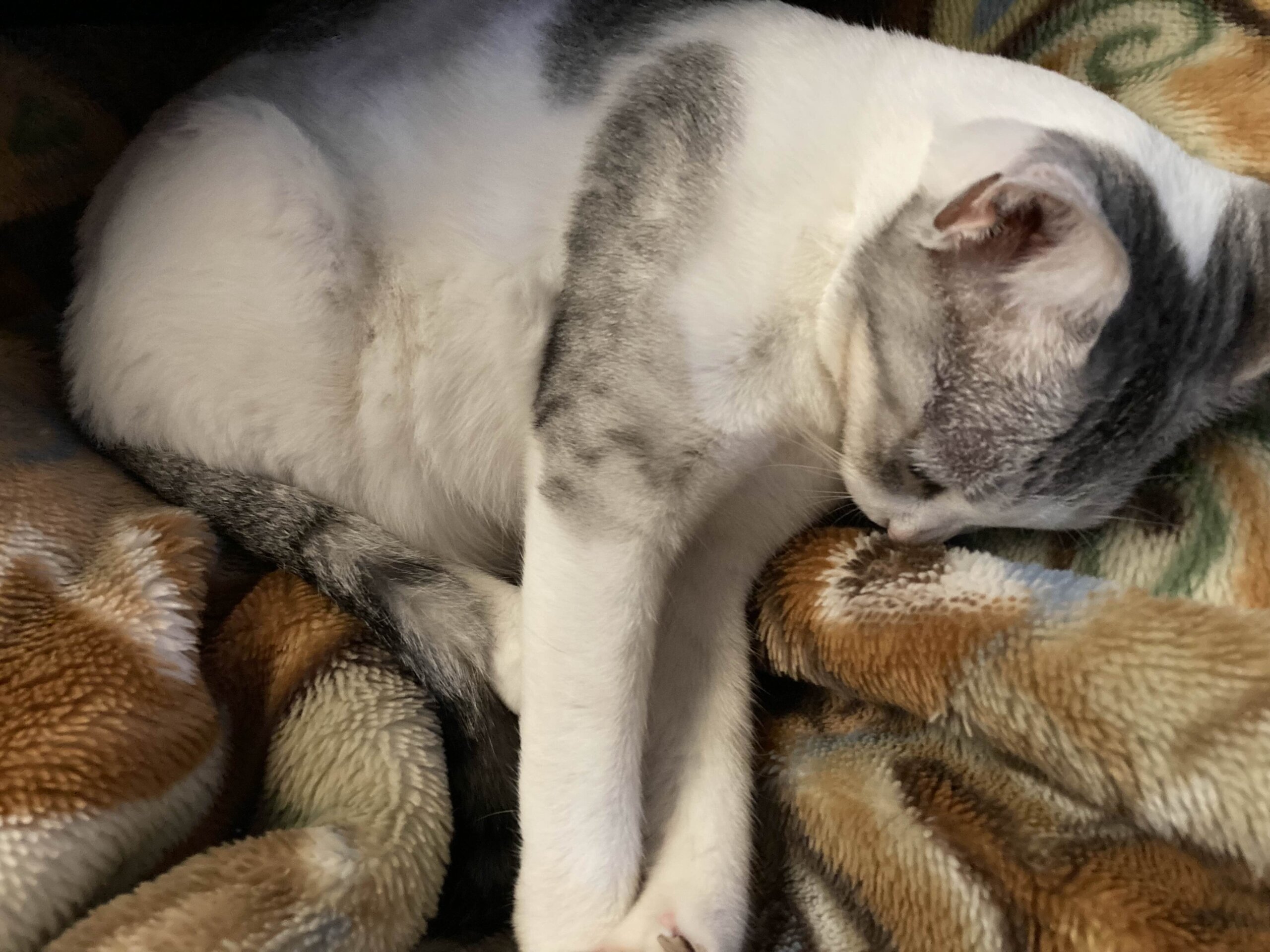 甘えん坊スリスリにゃんこ