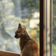 （急募）里親募集