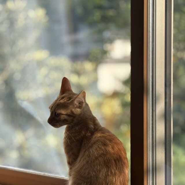 （急募）里親募集