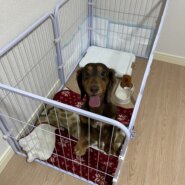 もうすぐ8歳の成犬(男の子)