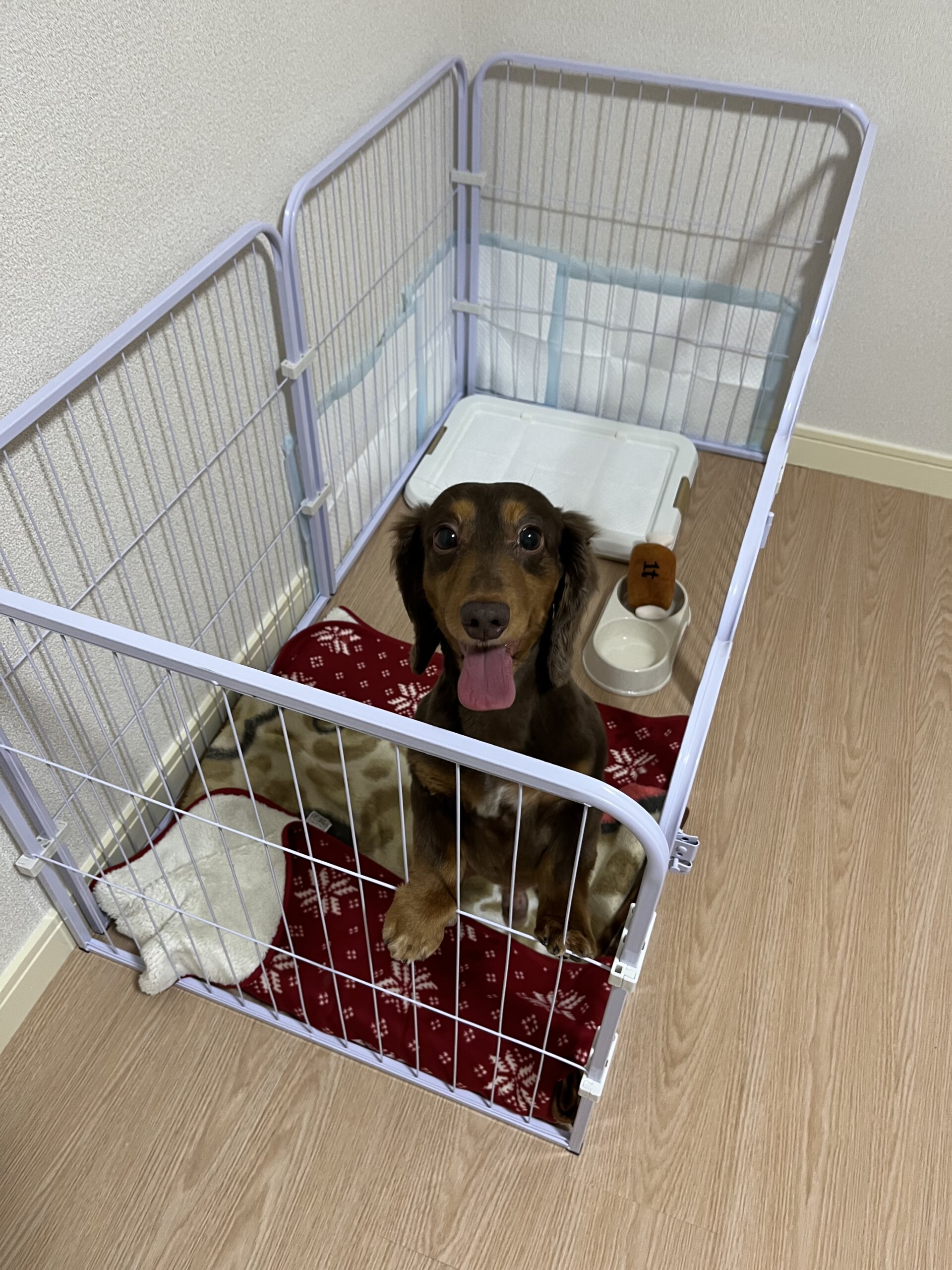 もうすぐ8歳の成犬(男の子)