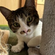 とても人懐こい猫ちゃんの里親募集