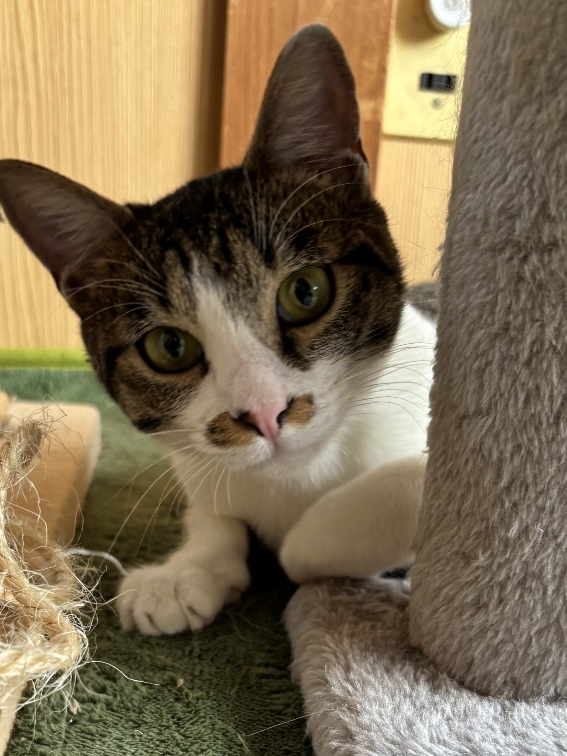 とても人懐こい猫ちゃんの里親募集