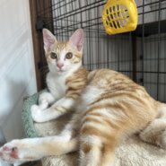 ミルクから育てたベタ慣れBOY七宝