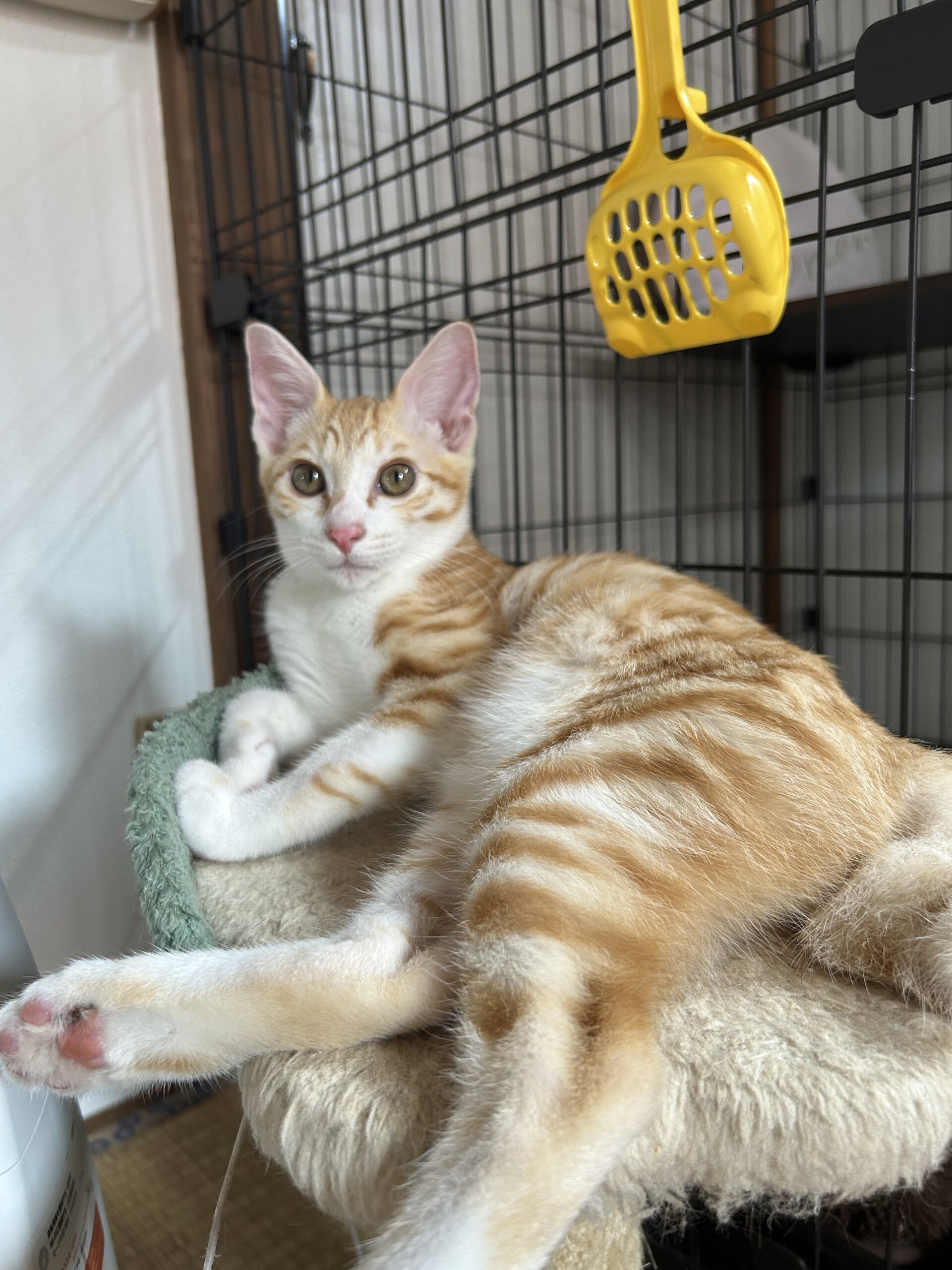 ミルクから育てたベタ慣れBOY七宝