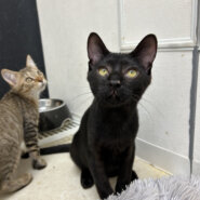 生後3ヶ月のわんぱくボーイニースくん！