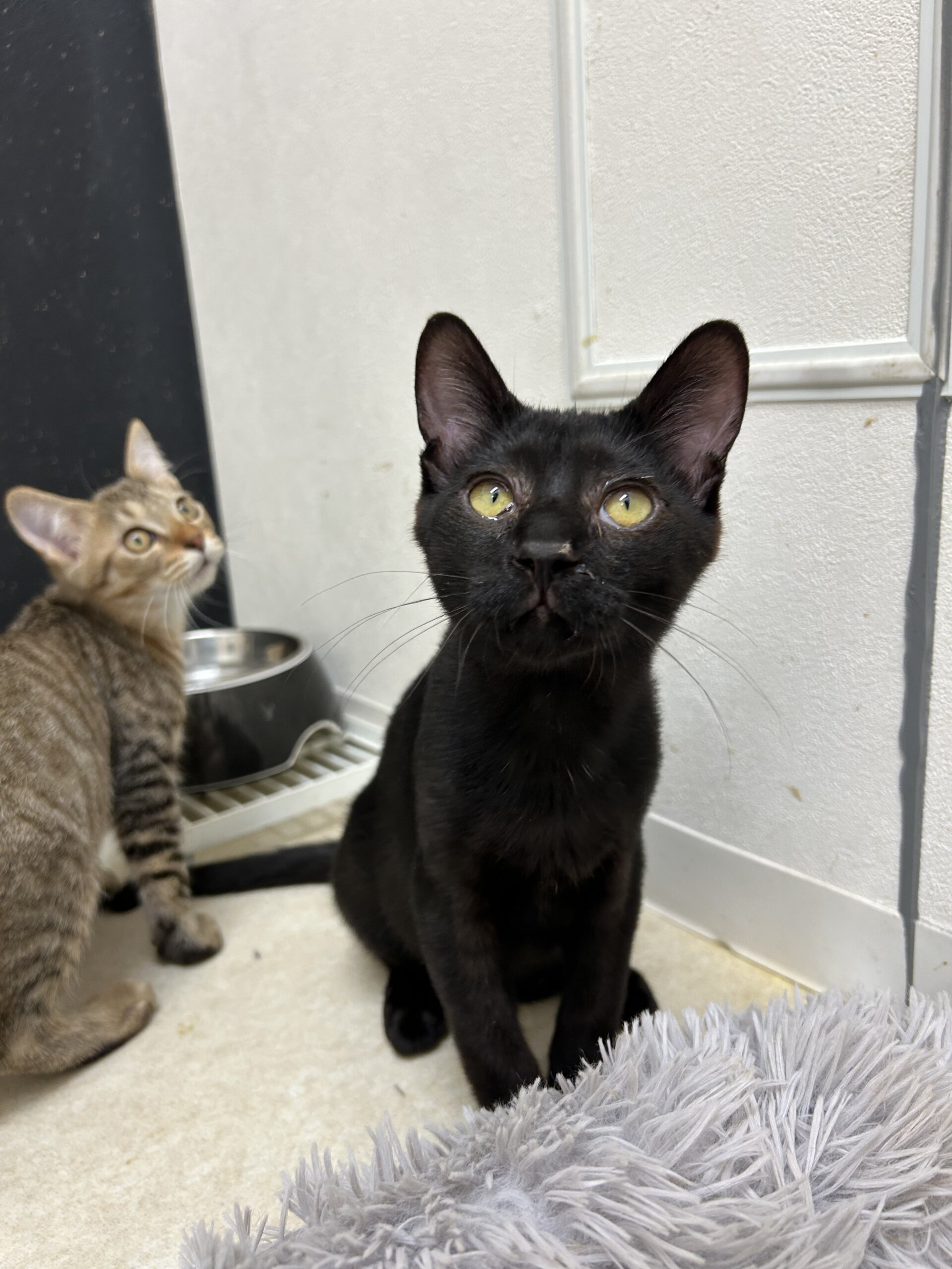 生後3ヶ月のわんぱくボーイニースくん！