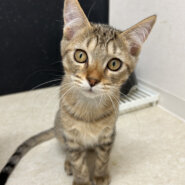 おとなしめな3ヶ月のおっとり男の子ぐりくん！