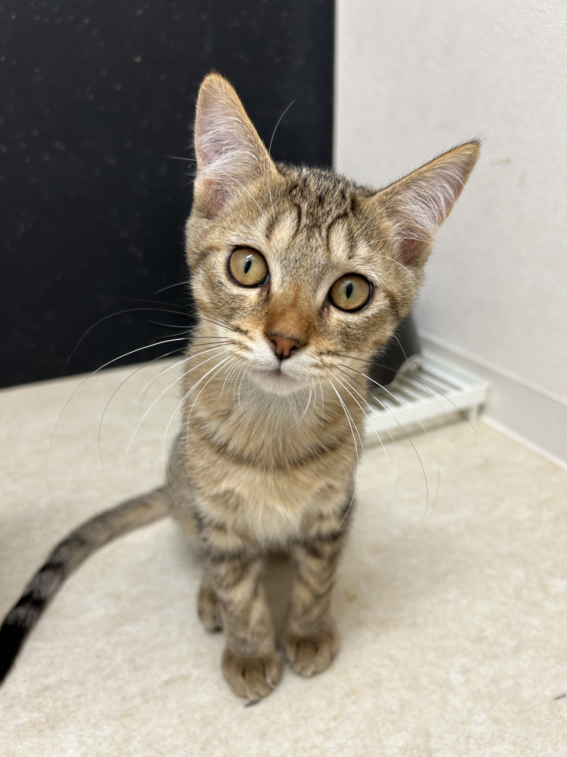 おとなしめな3ヶ月のおっとり男の子ぐりくん！