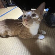 多頭飼育崩壊から里親募集！ルビー君