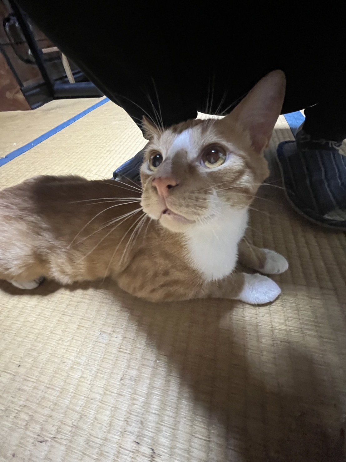 多頭飼育崩壊から里親募集！ルビー君