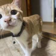 多頭飼育崩壊から里親募集！あんこ君