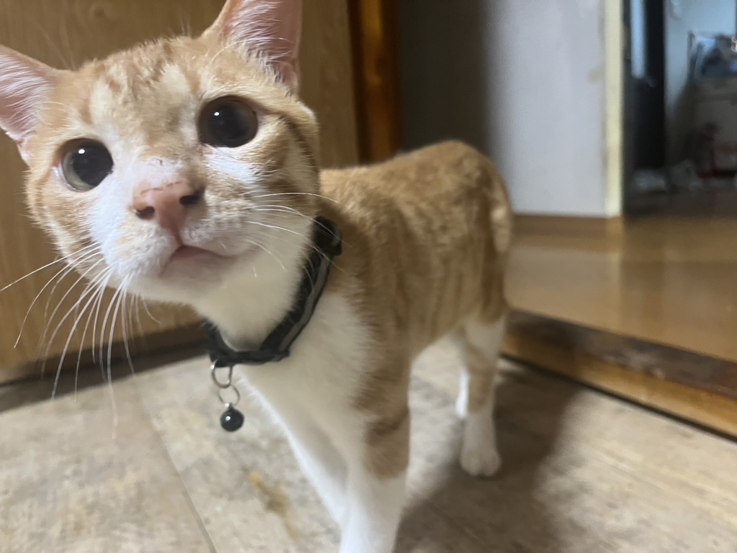 多頭飼育崩壊から里親募集！あんこ君