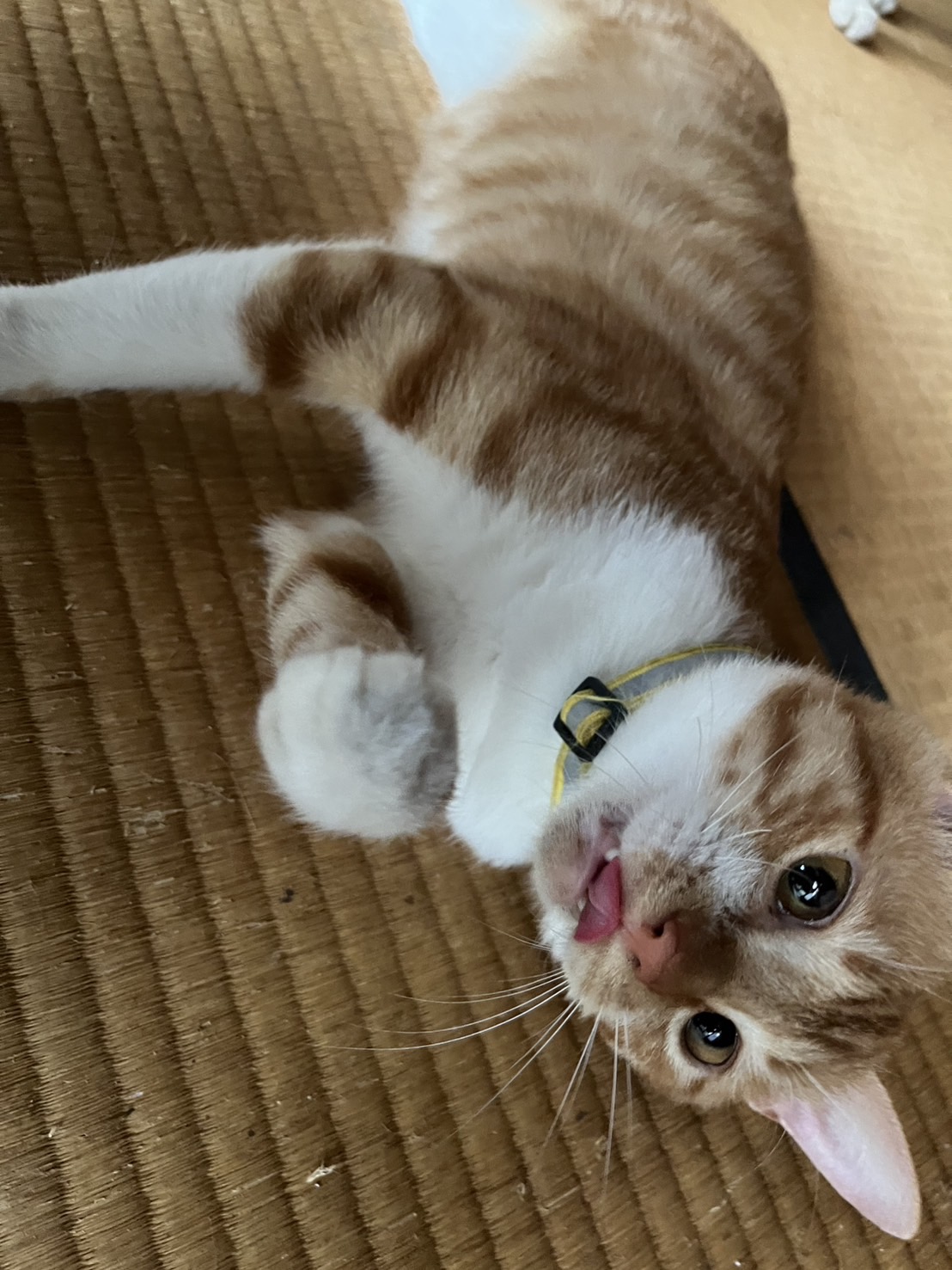 多頭飼育崩壊から里親募集！茶助君