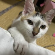 ミルクから育てられたベタ慣れ雲母