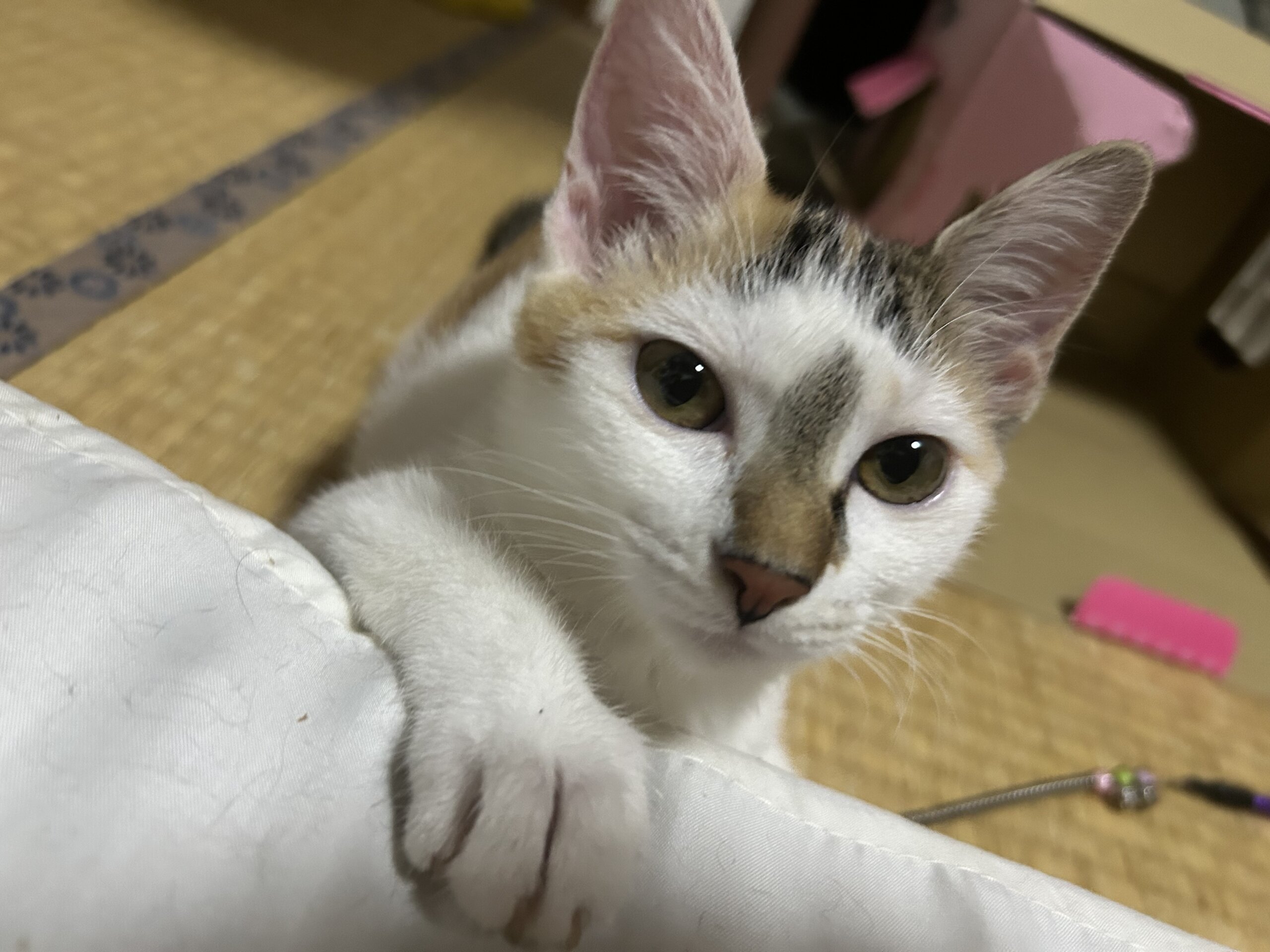 ミルクから育てられたベタ慣れ雲母