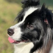 人も犬も大好き！2歳のボーダーコリー♂のノアくんです