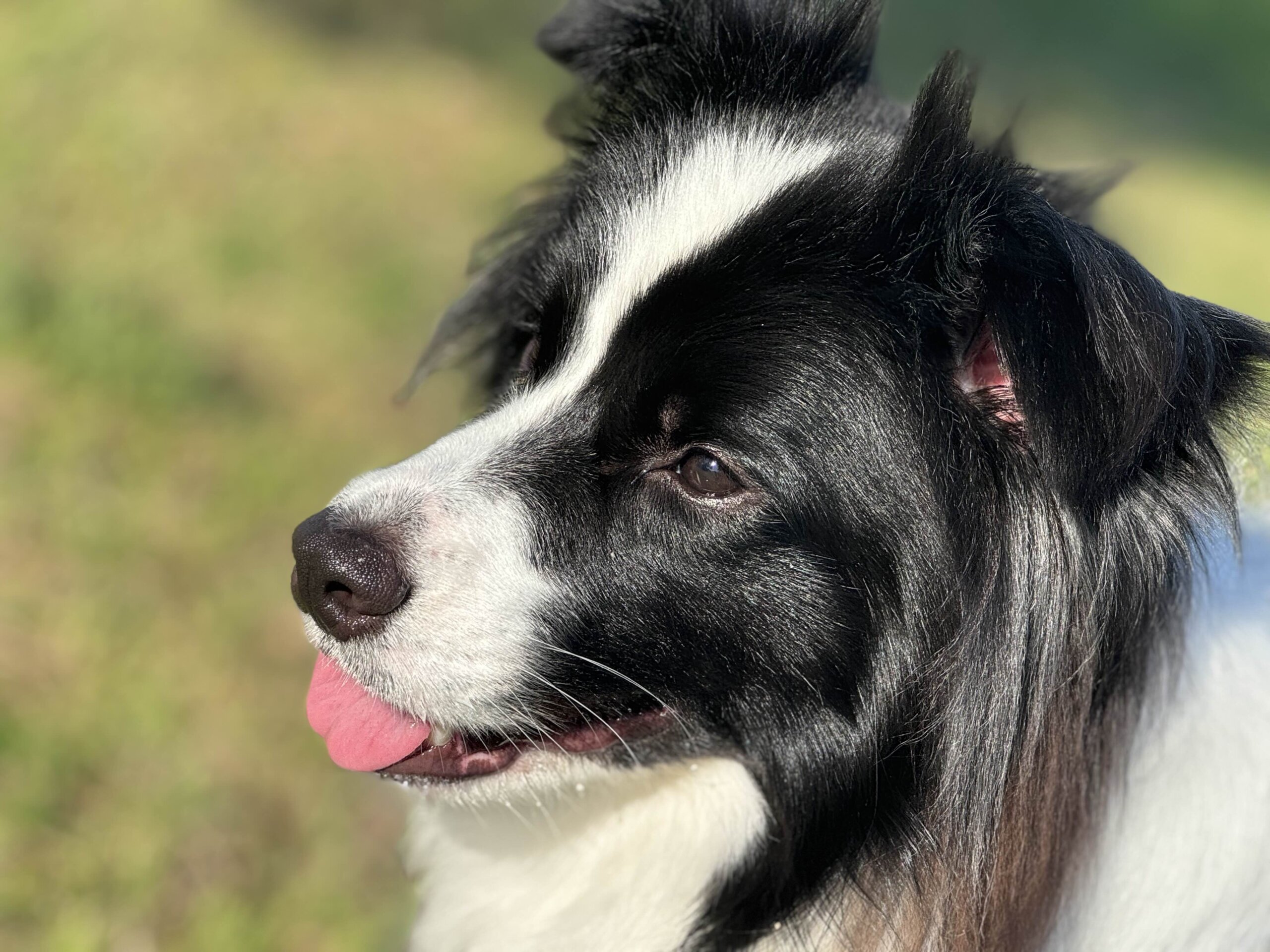 人も犬も大好き！2歳のボーダーコリー♂のノアくんです