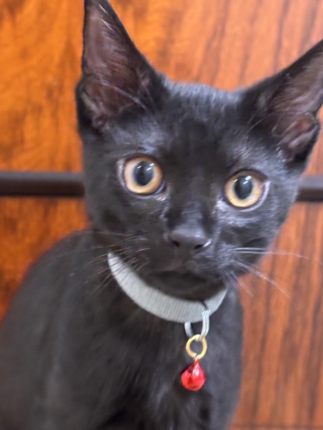 125グラムだったイケメン、ローリナ君❗️