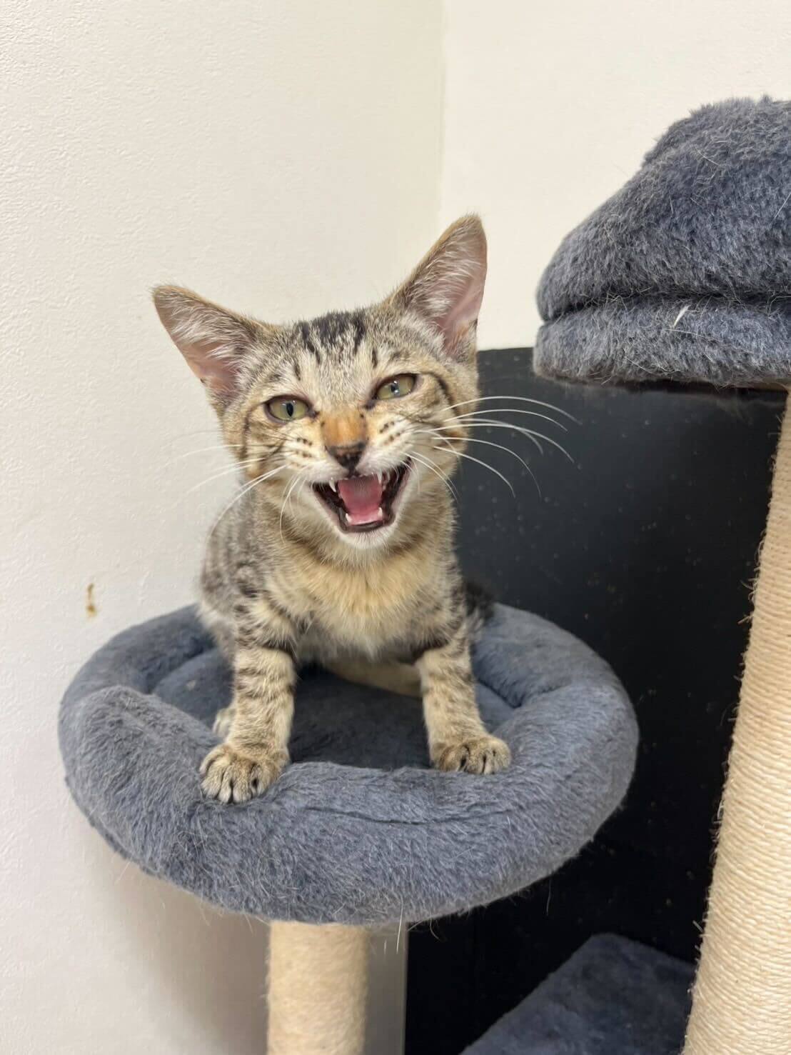 3ヶ月の元気な男の子コナンくん！