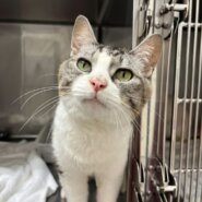 なでなで大好きな男の子ゲンタくん！