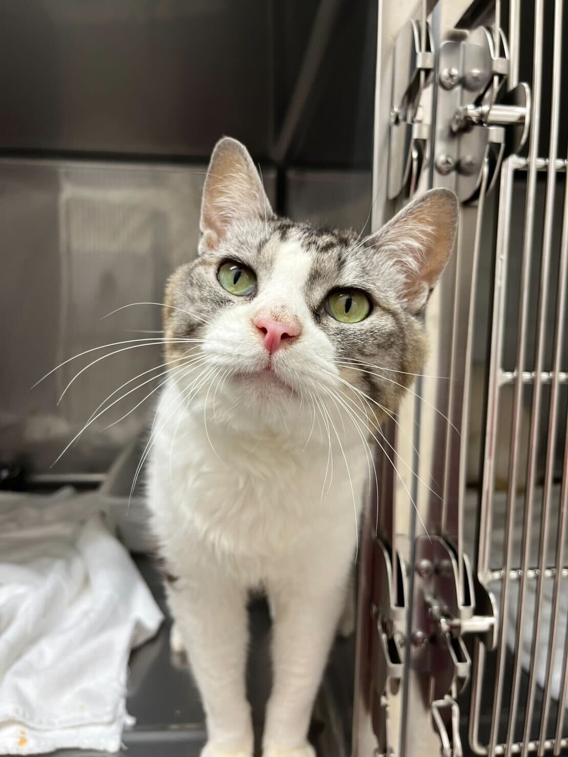 なでなで大好きな男の子ゲンタくん！