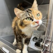 おっとり懐っこい女の子ミミィちゃん！