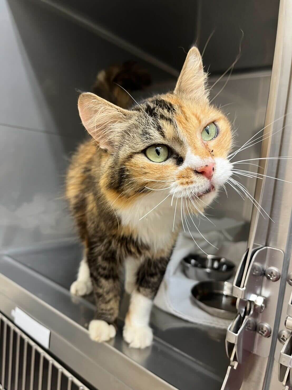 おっとり懐っこい女の子ミミィちゃん！