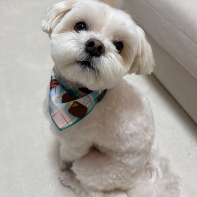 定期的にお預かりをお願いできる方を探しています