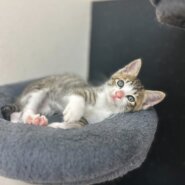 甘えん坊な生後1ヶ月の男の子メロン！