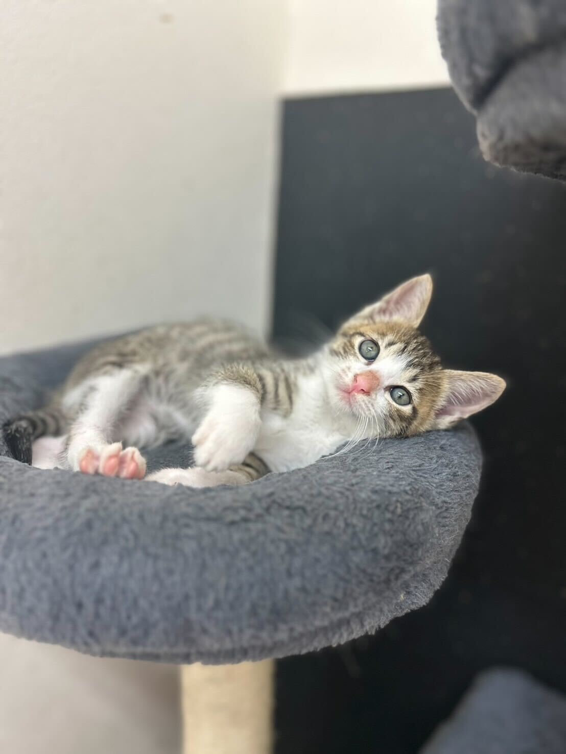 甘えん坊な生後1ヶ月の男の子メロン！