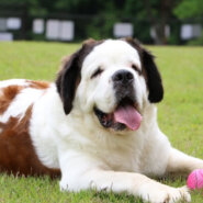 セントバーナード