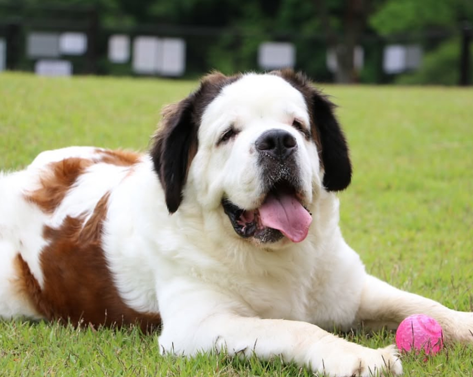 セントバーナード