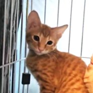 【譲渡決定】たくみ：元気いっぱい！やんちゃボーイ