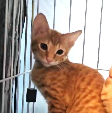 【譲渡決定】たくみ：元気いっぱい！やんちゃボーイ